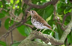 Russet-tailed Thrush